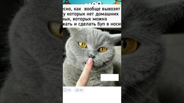 Мемы Просто Мемы #котики и #кошки #коты #подпишись