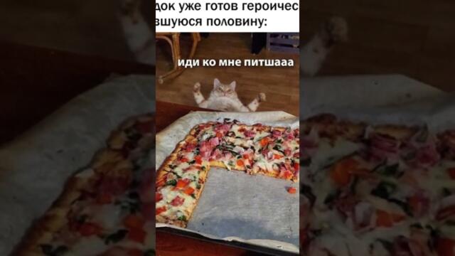 МЕМЫ ЕСТЬ МЕМЫ #приколы #юмор #коты #кошки #мемы #мем
