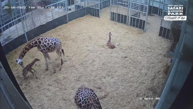 Zookeepers stunned after baby giraffe born just six weeks after his brother