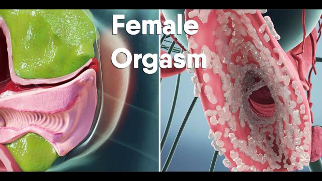 Do you know how orgasm is in females? female body and biology