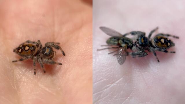 Anxious jumping spider BRUTALLY attacks the housefly on her owner's hand