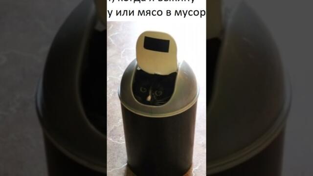 МЕМЫ просто МЕМЫ #приколы #юмор #котик #коты #приколы #мемы #мем #shorts #кошки