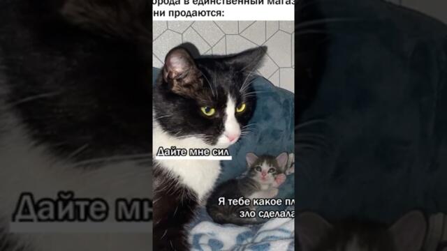 #приколы #юмор #коты #кошки #мемы #мем #котики