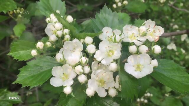Нежность Весеннего Цветения под Прекрасную Музыку Сергея Грищука!