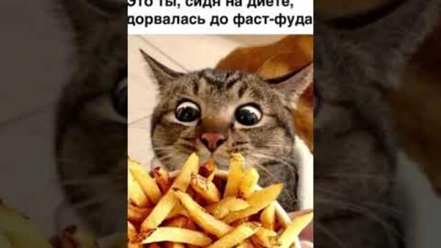 Мемы с Котами выпуск 675