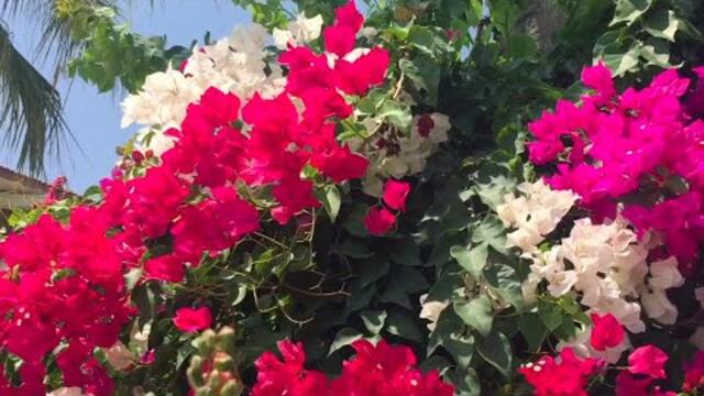 Цветы Турции под Прекрасную Музыку Сергея Чекалина!