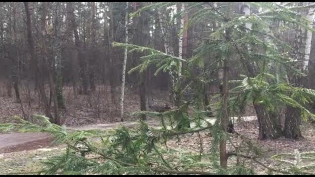 Лес Раннею Весной под Красивую Мелодию Сергея Чекалина!