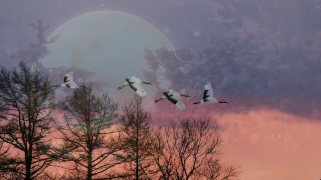 Сергей Маевский    -    Далеко журавли улетели.