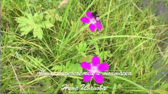 Моё Тихое Счастье под Красивую и Душевную Мелодию Эдгара Туниянца!