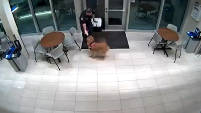 Clever dog lets firefighter back into station after getting locked out