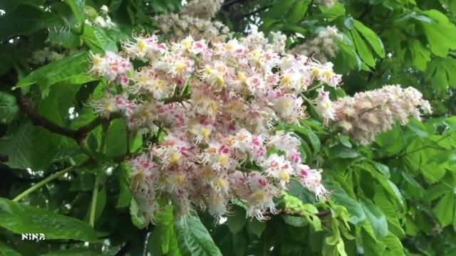 Цветёт Каштан под Красивейшую Душевную Музыку Сергея Грищука!