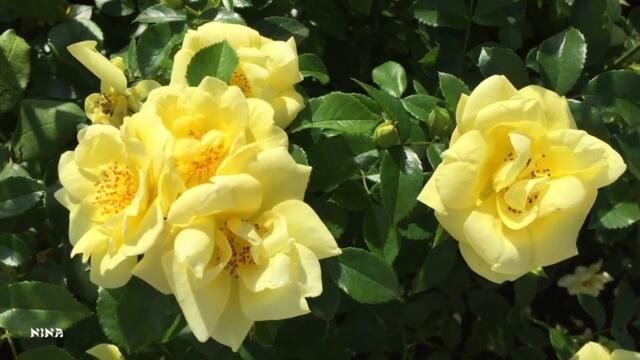 Цветущий Август под Прекрасную Мелодию Эдгара Туниянца!