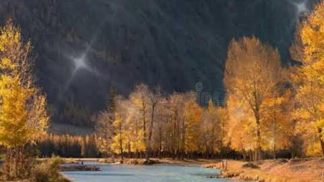 #Relaxation #Sounds for #stressrelief #love #shorts #trending #rain #forestsounds