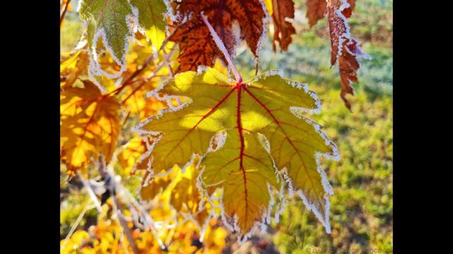 Мансуровой  -  ЖЁЛТЫЙ ЛИСТ.