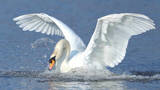 Невероятная красивая музыка Нежной любви! Хочется слушать снова и снова!