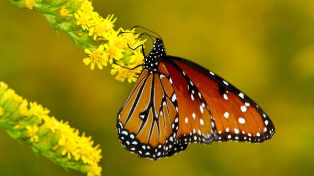 Красивая расслабляющая музыка для снятия усталости, Окутывает душу нежностью