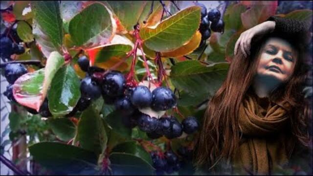 Алена Петровская   -   Рябина черная   !!!