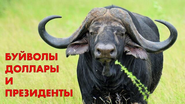 Президент Рамафоса, буйволы и пропавшие миллионы. Скандалы расистами и рашистами в СМИ #президент,