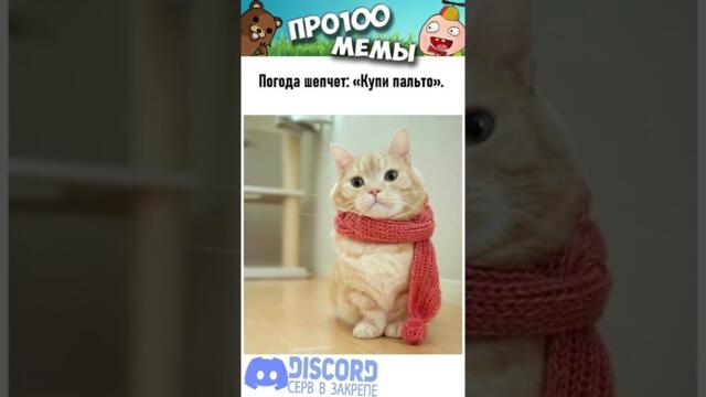 Мемы 2022 #коты #котики #кошки #анекдоты #мем #прикол #кринж или #база #юмор #кот #мемы #shorts