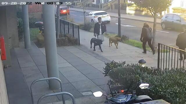 CCTV captures dog moments before it mauled 11-year-old girl as she walked to school