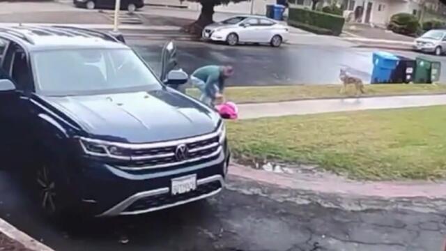Moment coyote attacks and tries to drag toddler from front garden in LA