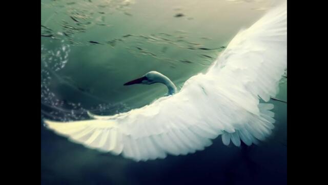 КАТЯ ОГОНЁК   -   ГОЛУБКОЙ БЕЛОЙ...