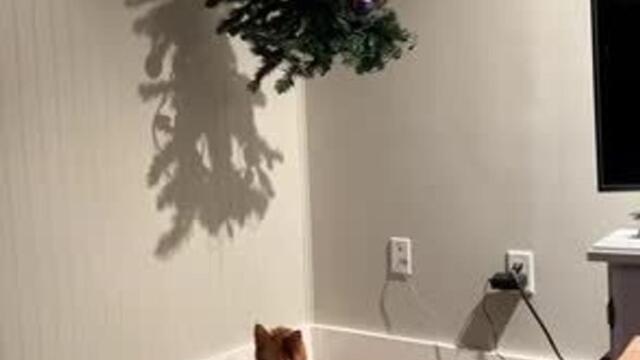 Cat Jumps Onto Hanging Christmas Tree
