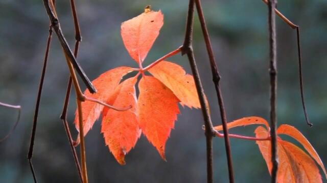 Валерий Ниминущий    -    Колыбельная Осени