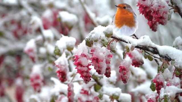 Чудесно и Красиво! Одна из самых красивых и волшебных зимних мелодий…