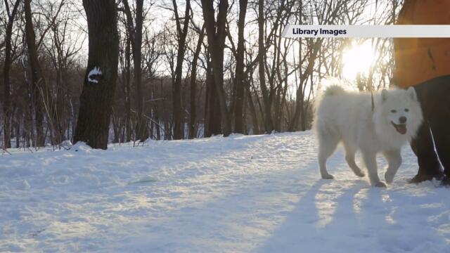 When is it too cold to walk your dog?