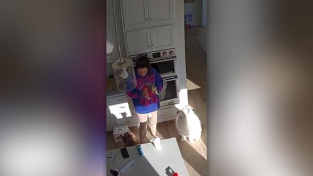 Toddlers Sweet Reaction To Finding Out Mom Was Adopted | Happily TV