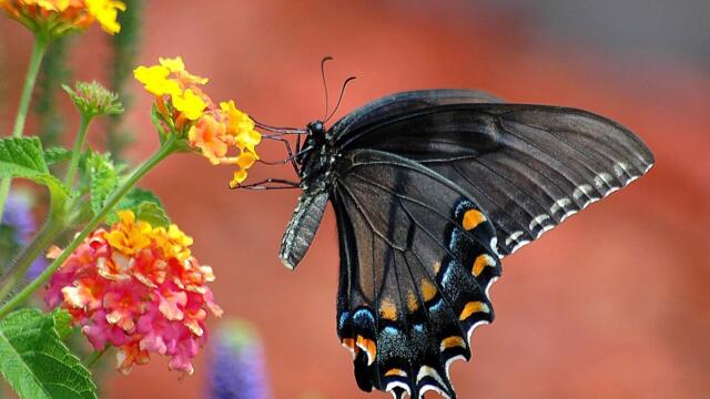 Красивая расслабляющая музыка для снятия усталости, Окутывает душу нежностью… Музыка Сергея Чекалина