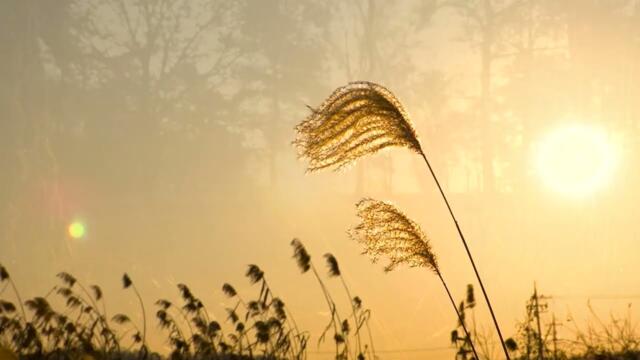 Невероятно красивая мелодия! Сергей Чекалин - Солнечное утро!