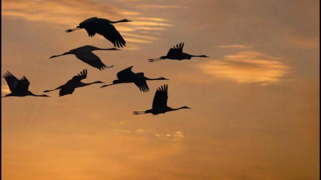 ДЕНИС КОРОЛЁВ    -   "СОЛОВЬЁМ ЗАЛЁТНЫМ..."