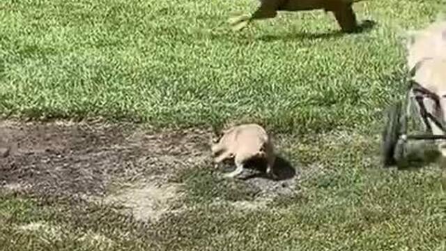 Specially Abled Dogs Playing Together
