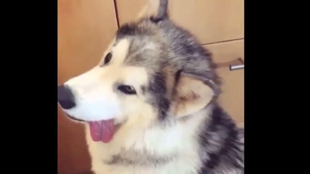 Best Of The 2022 Funny Animal Videos - Best Dogs And Cats Videos - Cutest Animals #12