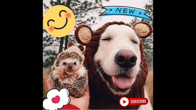 27| Best Of The 2022 | Funny Animal Videos | Best Dogs And Cats Videos |  Cutest Animals #27