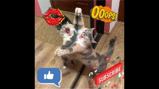 28| Best Of The 2022 | Funny Animal Videos | Best Dogs And Cats Videos |  Cutest Animals #28