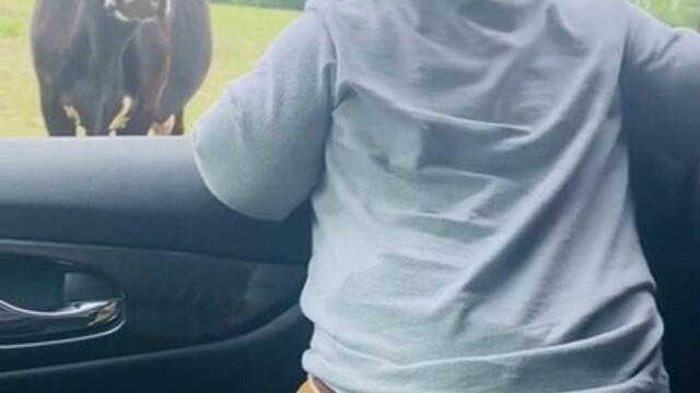 Cow Scares Toddler While He Watches Them From Car