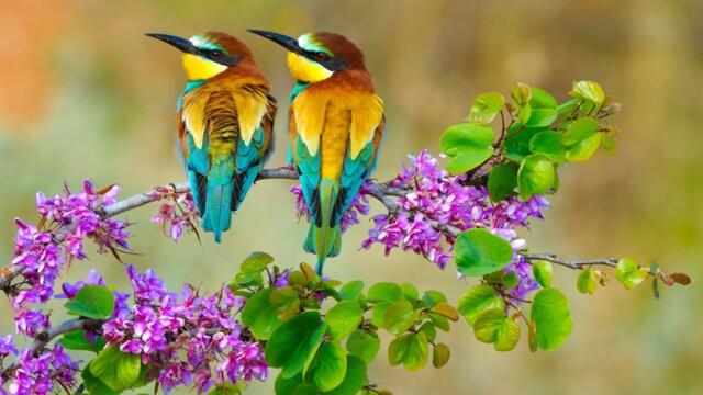 Красивая мелодия до слёз! Одна из самых красивых, волшебных весенних мелодий #63