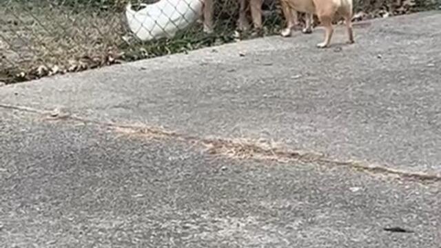 Goose Sticks by Dog Gang While They Bark at Another Dog