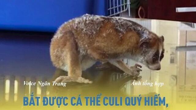 Bắt được cá thể culi quý hiếm, người dân giao nộp cho cơ quan chức năng để bảo tồn