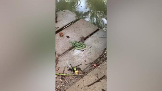 Moment mouse manages to dodge becoming snake’s meal in Thailand