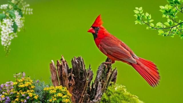 Скажи ЖИЗНИ ДА! Эту музыку можно слушать ВЕЧНО! ЦВЕТЫ - Птицы