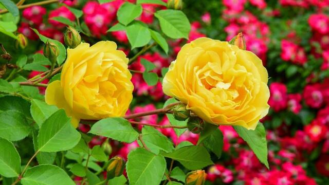 Красивая мелодия до слёз! Одна из самых красивых, волшебных весенних мелодий