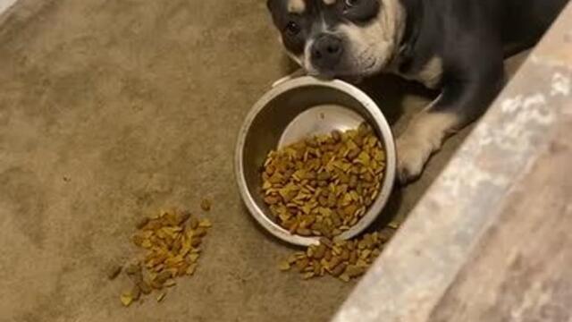 Adorable Dog Throws Tantrum Since he Didn't Like His Food