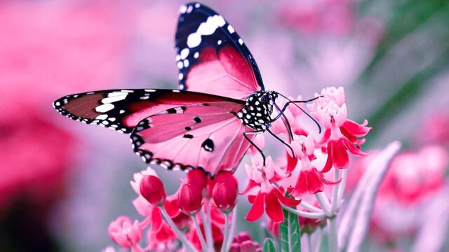 Музыка расслабляет нервную систему, улучшает память 🌿 Сергей Грищук музыка