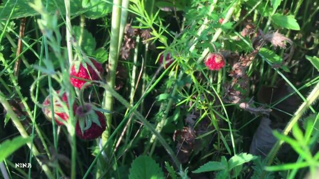 Сказочно Красивая Мелодия Эдгара Туниянца Звучит на Рассвете на Летних Лугах!