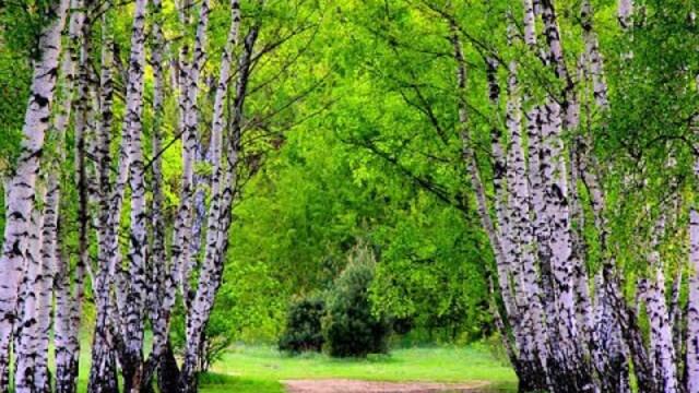 Надежды Ковалёнок   -   По берёзовой Руси...душевная песня.