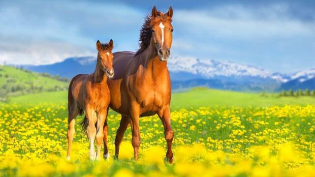 Завораживающая, грустная мелодия для души! - Наедите с собой...